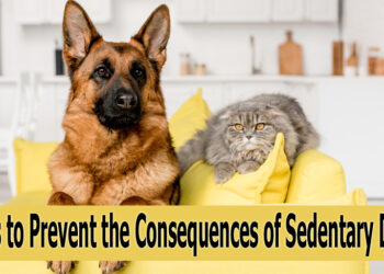 5 Ways to Prevent the Consequences of Sedentary Disease
